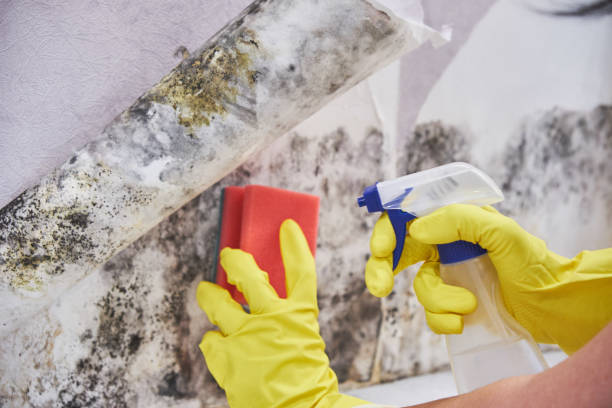 Best Emergency Mold Remediation  in Nd Lake, WI